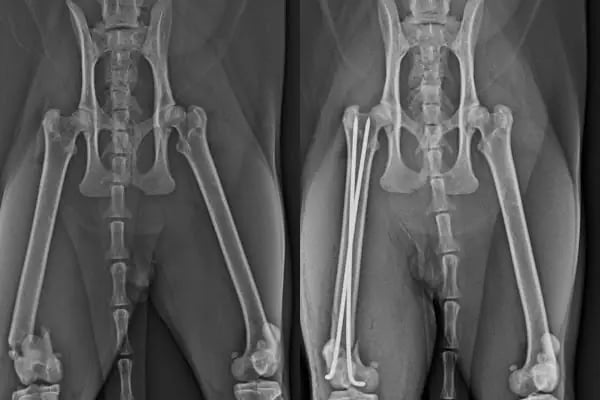 Karya Veteriner Kliniği - Resim 19