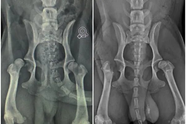 Karya Veteriner Kliniği - Resim 20