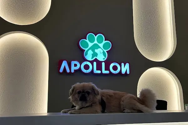 Side Apollon Veteriner Kliniği - Resim 11