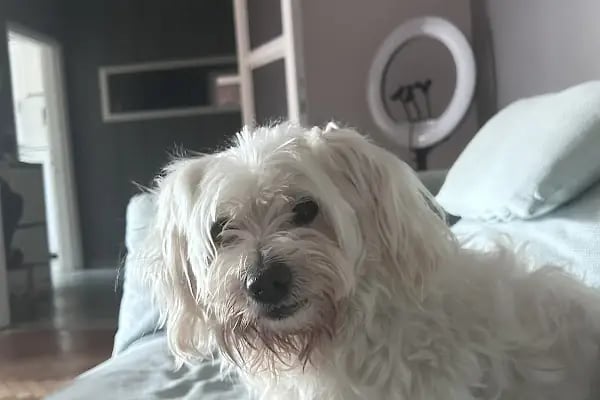 ZENPET VETERİNER KLİNİĞİ - Resim 2