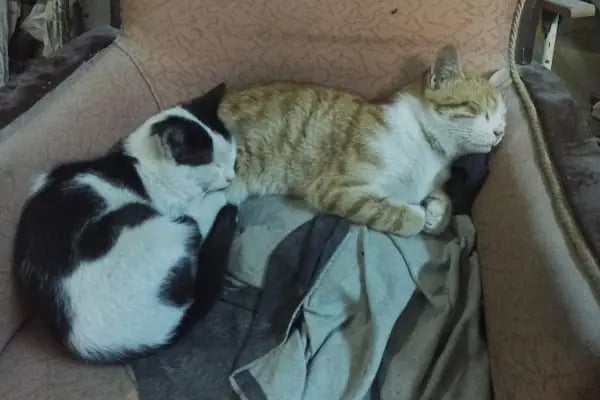 Küçükçekmece Belediyesi Şehit Berkay Işık Parkı - Resim 18