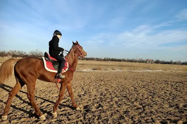 Konya At Çiftliği - Resim 3