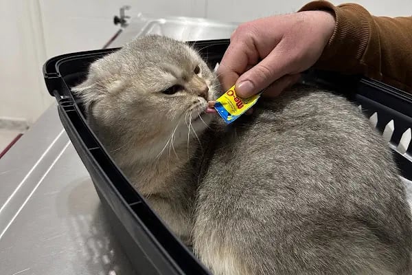 PET VETERİNER KLİNİĞİ - Resim 9