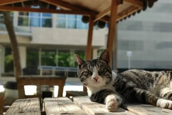 Menteşe Kütüphanesi | Muğla Sıtkı Koçman Üniversitesi - Resim 11