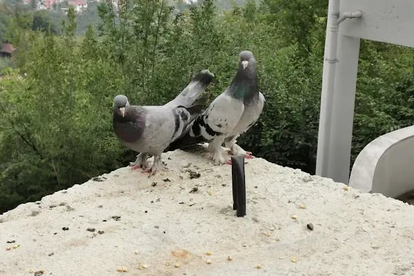 Uğurlu İlköğretim Okulu - Resim 12