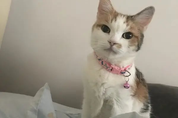 Çiğli Veteriner Polikliniği - Resim 11
