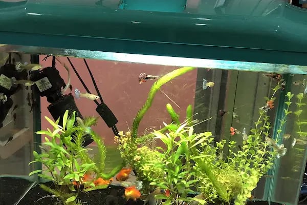 Pozitif PetShop - Resim 18