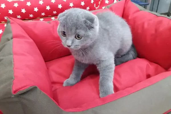 Pozitif PetShop - Resim 8