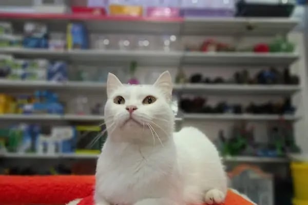 Pozitif PetShop - Resim 7