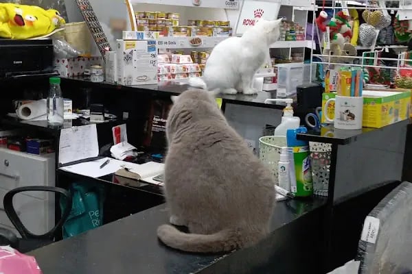 Pozitif PetShop - Resim 15