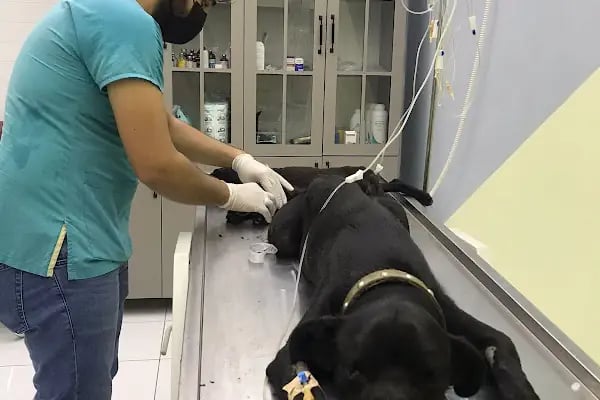 Martı Veteriner Kliniği - Resim 5
