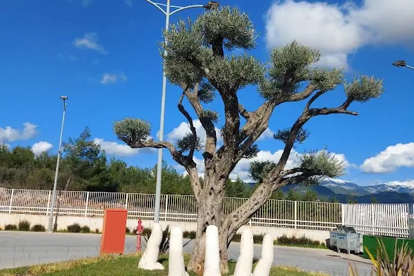 Muğla Otogarı - Resim 12