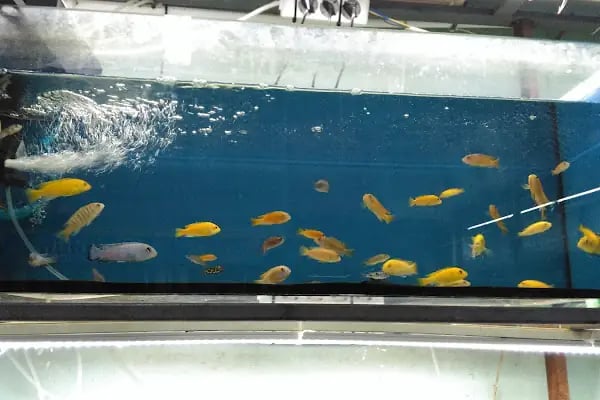RANA PET SHOP - Resim 20