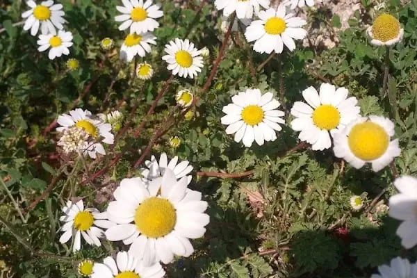 Çamlıbağ Parkı - Resim 13