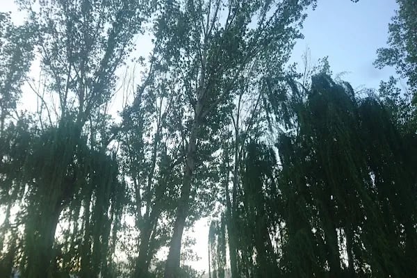Giledes Kavakları Şiir Ve Dinlence Parkı - Resim 15