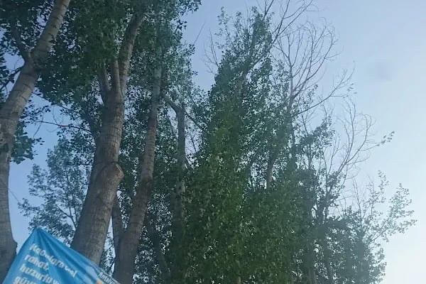 Giledes Kavakları Şiir Ve Dinlence Parkı - Resim 14