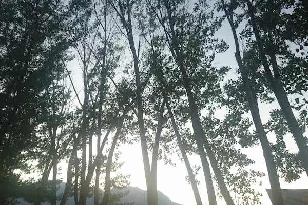 Giledes Kavakları Şiir Ve Dinlence Parkı - Resim 17