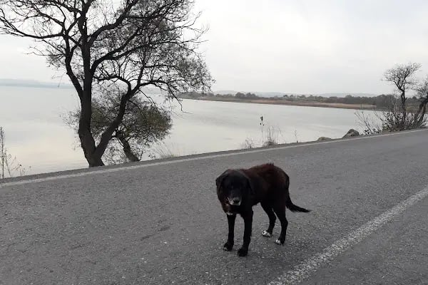 Bahşayiş-Karaağaç Yolu (Göl Geçiti) - Resim 19