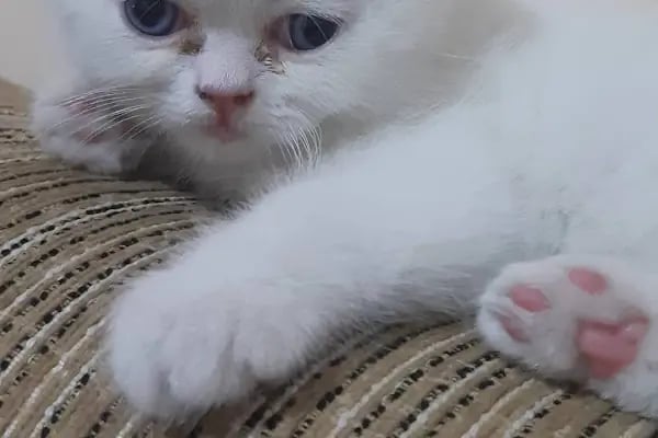 Nezih Petshop Evcil Hayvan Malzemeleri - Resim 3