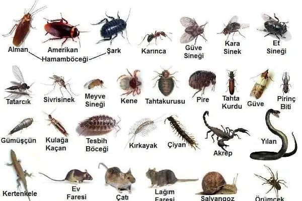 KURUMSAL İLACLAMA ÇEVRE SAGLIK HİZMETLERİ - Resim 7