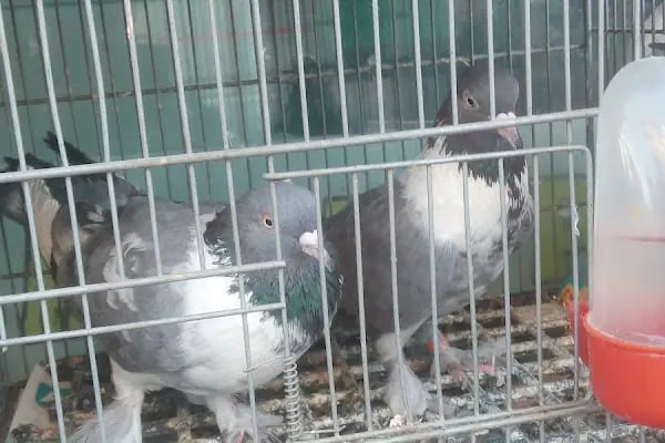 Baytar Pet Shop - Resim 4
