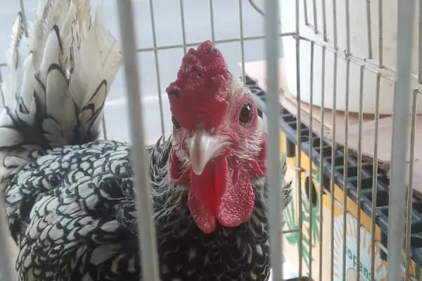 Baytar Pet Shop - Resim 8