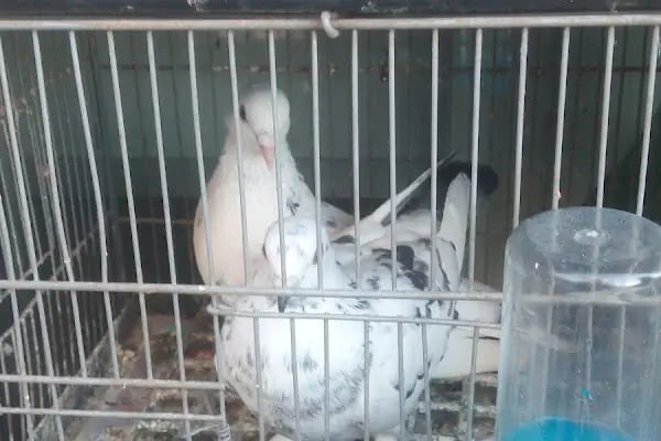 Baytar Pet Shop - Resim 14