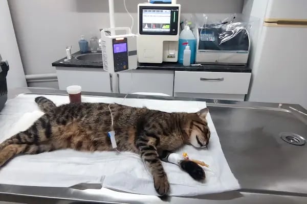 Lena Veteriner Kliniği - Resim 3