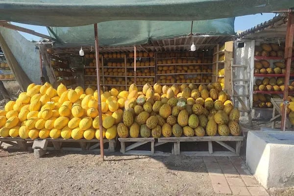 Salimin yeri kavun işletmesi - Resim 1