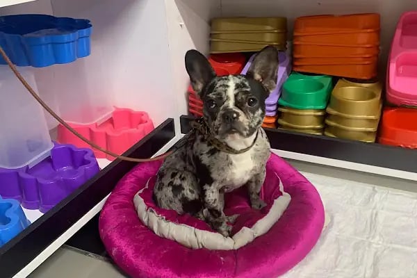 Öz Pet Shop Gross - Resim 7