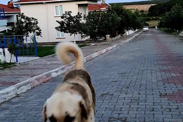 Ormankent Sitesi - Resim 11