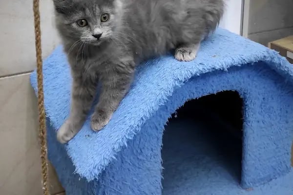 PET KUAFÖR çayırova Doğa Akvaryum petshop - Resim 20