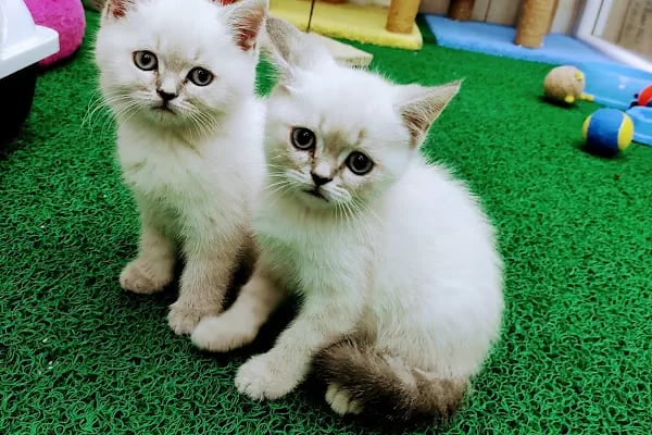 PET KUAFÖR çayırova Doğa Akvaryum petshop - Resim 9