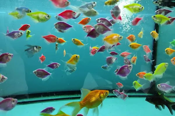 PET KUAFÖR çayırova Doğa Akvaryum petshop - Resim 11