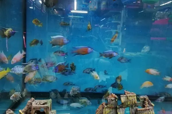 PET KUAFÖR çayırova Doğa Akvaryum petshop - Resim 16