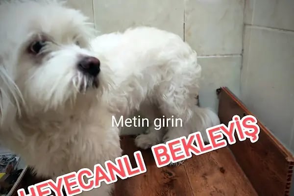 PET KUAFÖR çayırova Doğa Akvaryum petshop - Resim 19