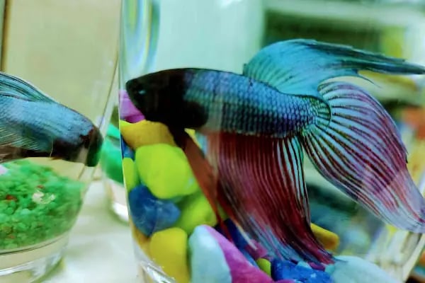 PET KUAFÖR çayırova Doğa Akvaryum petshop - Resim 15