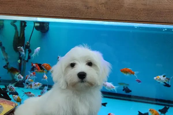 PET KUAFÖR çayırova Doğa Akvaryum petshop - Resim 12
