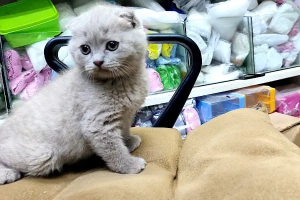 PET KUAFÖR çayırova Doğa Akvaryum petshop - Resim 4