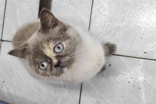 PET KUAFÖR çayırova Doğa Akvaryum petshop - Resim 10