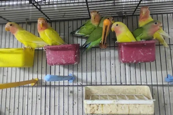 PET KUAFÖR çayırova Doğa Akvaryum petshop - Resim 3