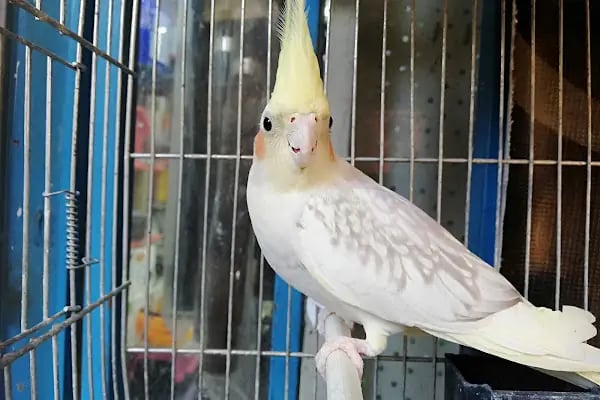 PET KUAFÖR çayırova Doğa Akvaryum petshop - Resim 18