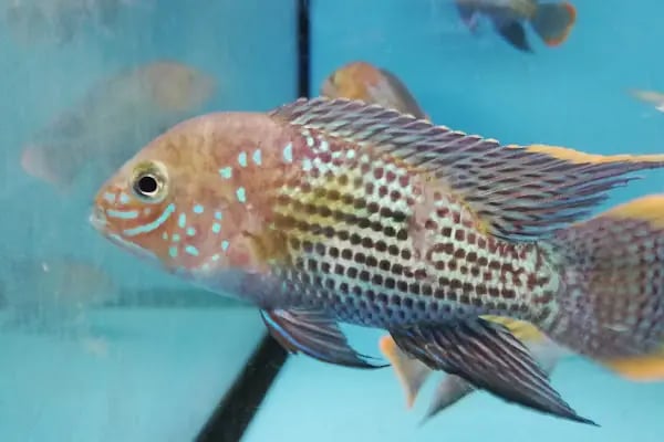 PET KUAFÖR çayırova Doğa Akvaryum petshop - Resim 13
