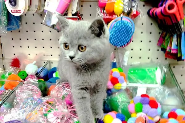 PET KUAFÖR çayırova Doğa Akvaryum petshop - Resim 7
