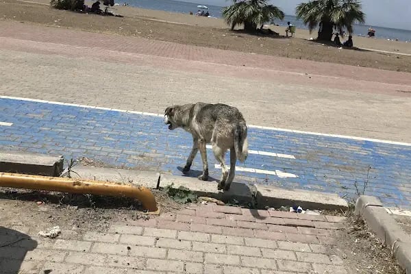 Kurşunlu Plajı - Resim 16