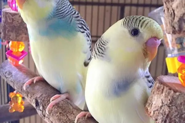Kerem Akvaryum Petshop Kus Balik Galerisi - Resim 2