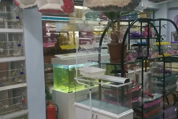 Kerem Akvaryum Petshop Kus Balik Galerisi - Resim 5
