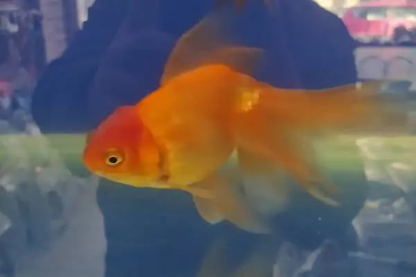Mercan Petshop - Resim 7
