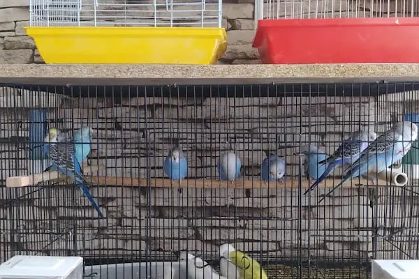 Mercan Petshop - Resim 5
