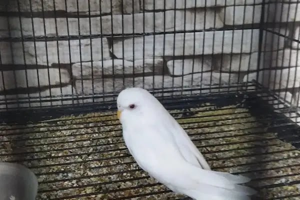 Mercan Petshop - Resim 6